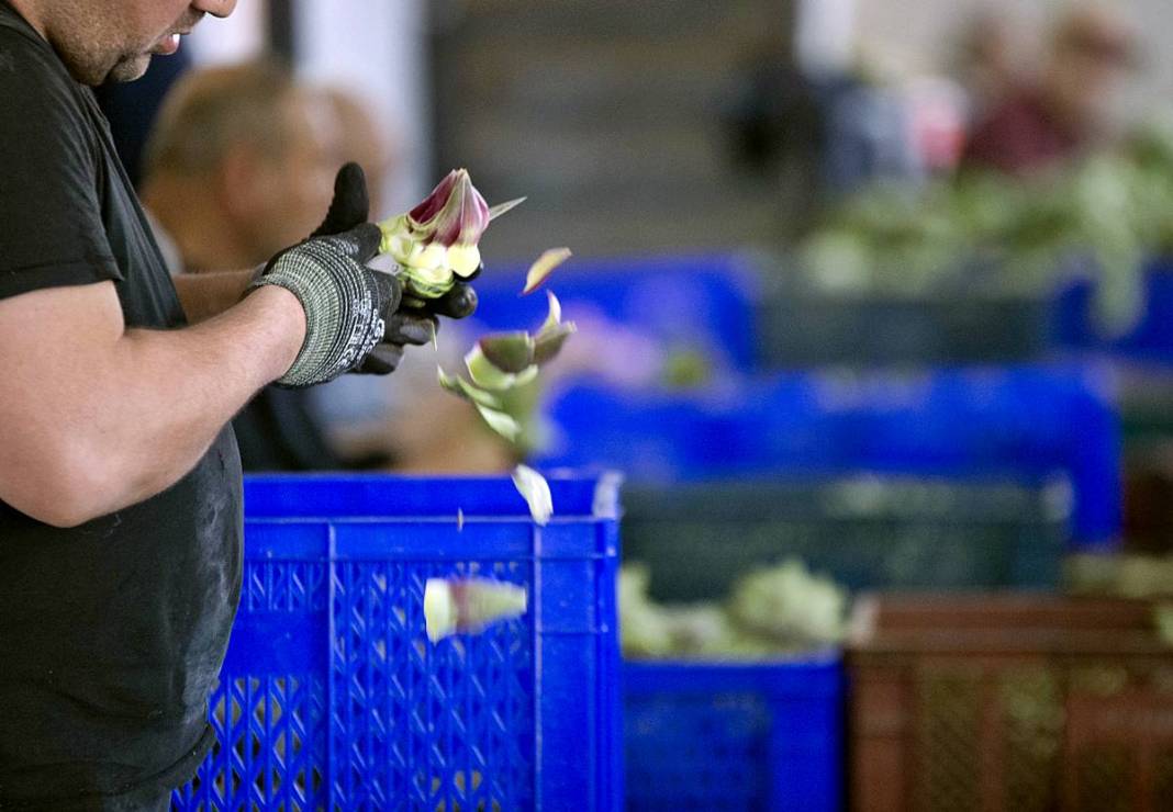 Hızlı soyan 20 erkek topladı: Kişi başı günde 2500 TL kazanıyorlar! 'Çok güçlü bir ekibimiz var, hızlıca soyuyoruz' 7